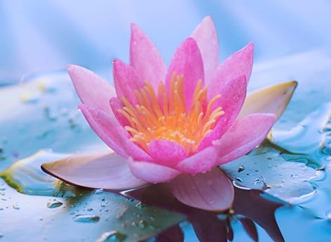 lotus-water-lily-dream
